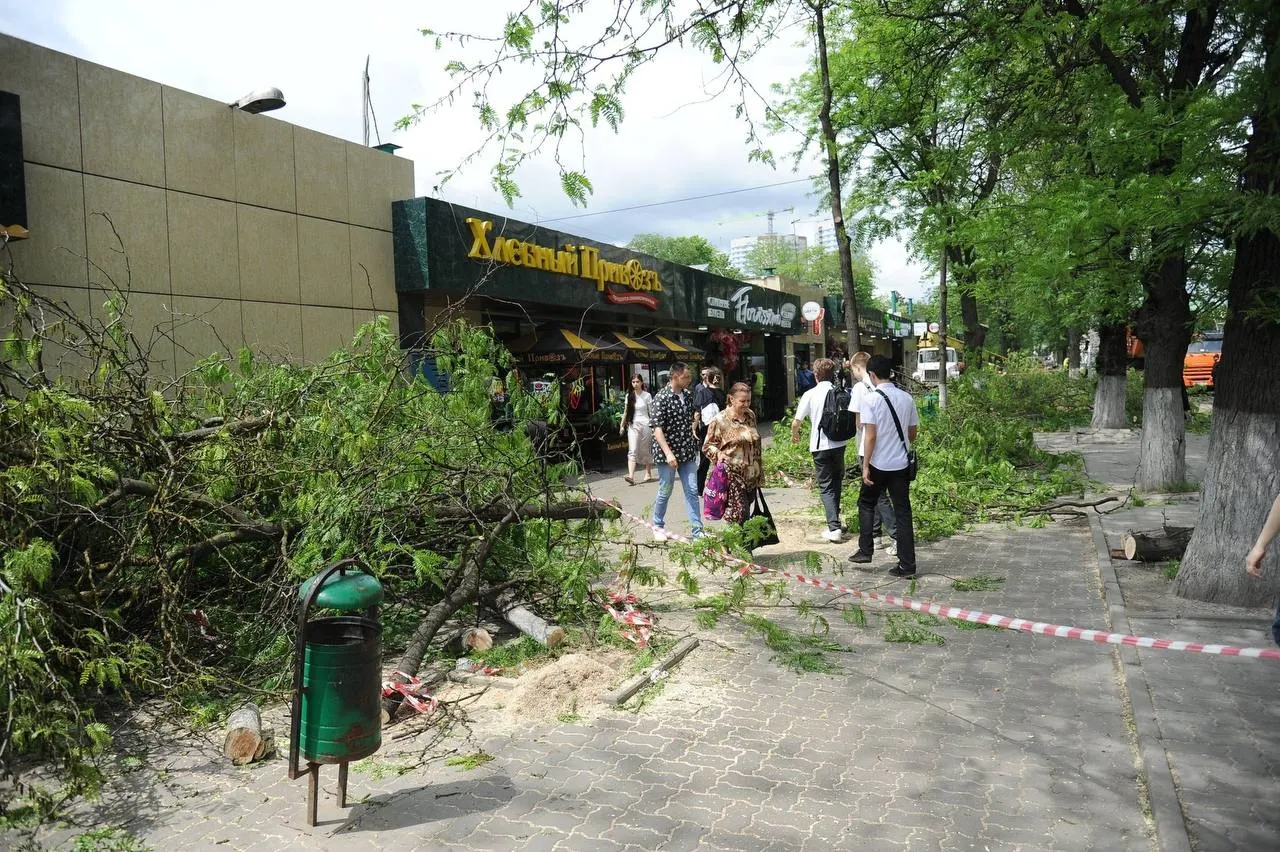 В Октябрьском районе сообщили, что опиловка в районе ЦГБ завершена, убраны аварийные и опасные деревья; работы продолжаются на участке Ворошиловского проспекта в пределах района.