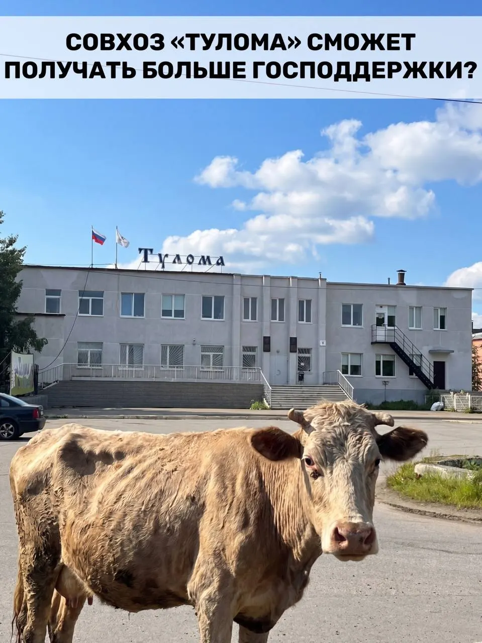Правила субсидирования для предприятий молочного животноводства изменили: теперь федеральную поддержку смогут получать хозяйства с долей государства или муниципалитета свыше 25%. Для Мурманской области это может быть важной поддержкой, но существующие проблемы на отдельных предприятиях ставят под сомнение оперативность помощи.
