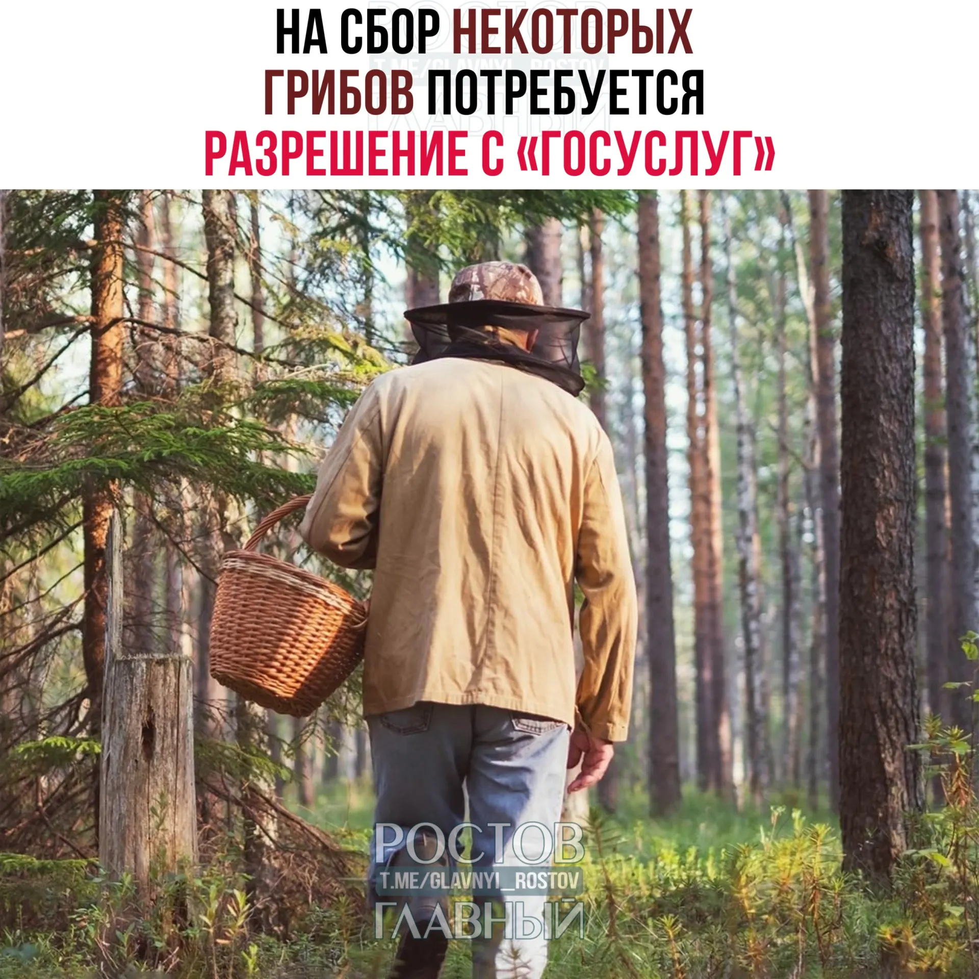 С 1 сентября 2027 года для сбора ряда редких грибов потребуется оформлять разрешение через портал «Госуслуги». Заявки будут рассматривать до 15 дней; за сбор краснокнижных грибов без разрешения грозит уголовная ответственность.