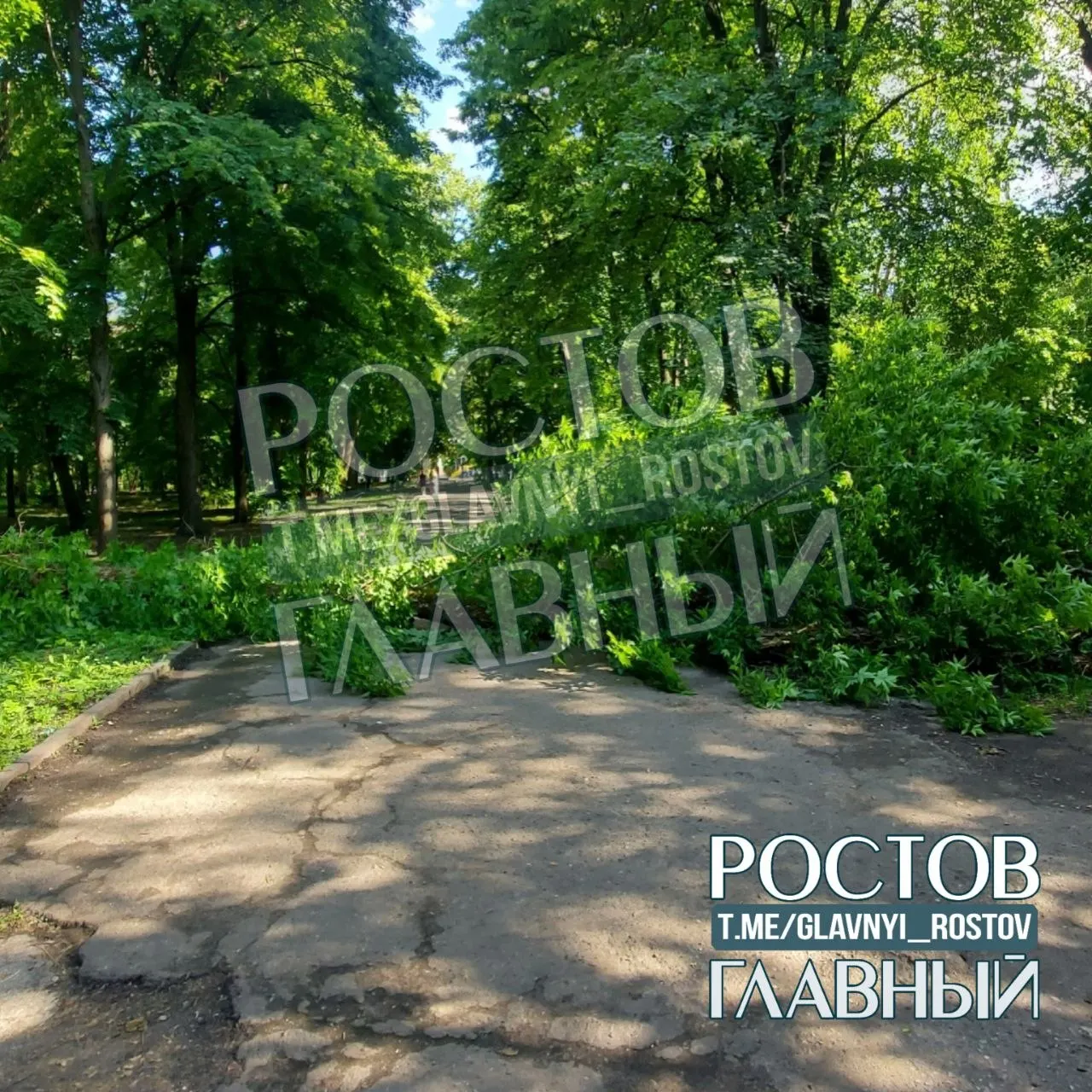 В парке на аллее внезапно упало большое дерево. Пострадавших нет, очевидцы призывают быть внимательнее при прогулках.
