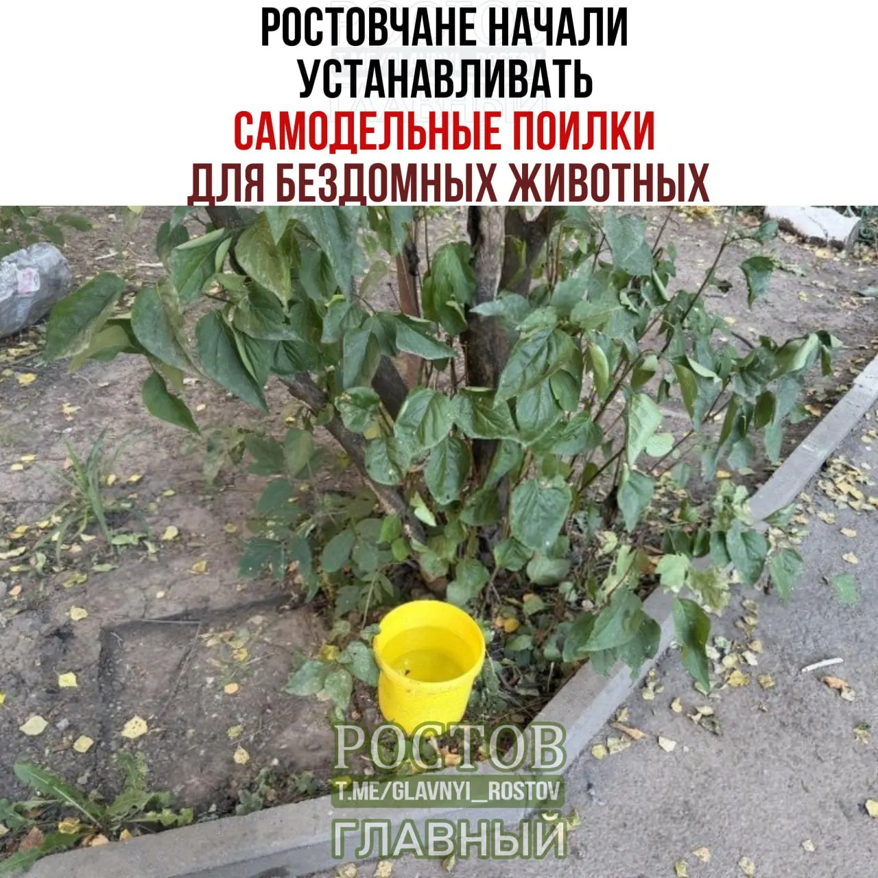 Горожане Ростова-на-Дону помогают бездомным животным пережить зной, размещая емкости с водой во дворах, парках и у подъездов.