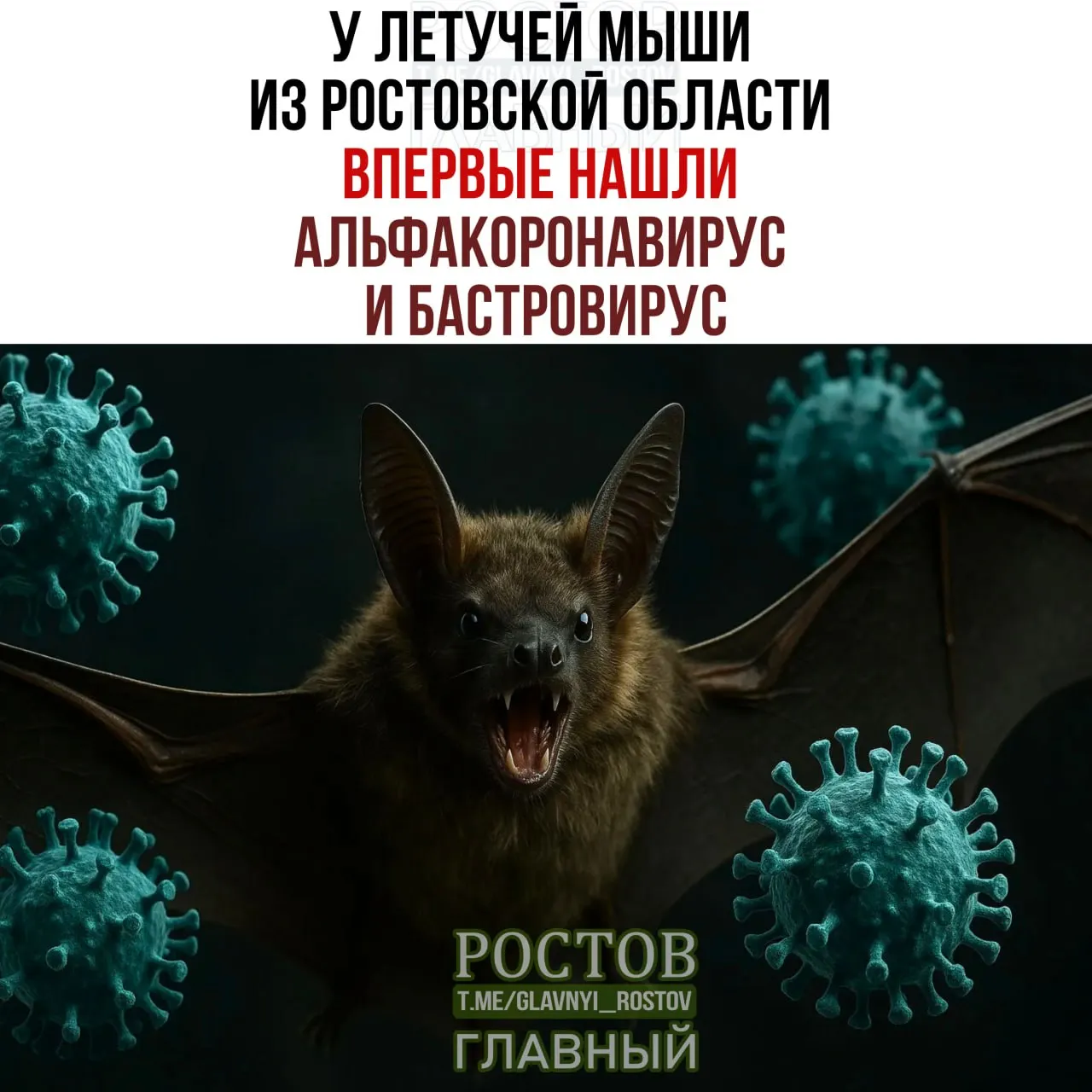 Учёные Ростовской области зафиксировали впервые коинфекцию альфа‑коронавируса и второго вируса у летучей мыши, что подчёркивает необходимость мониторинга вирусов у диких животных.