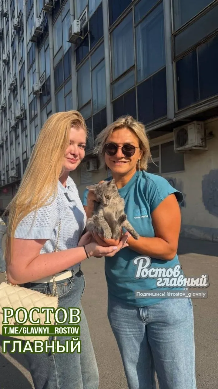 Кот, забравшийся в&nbsp;лифт на&nbsp;Ворошиловском мосту, спасён