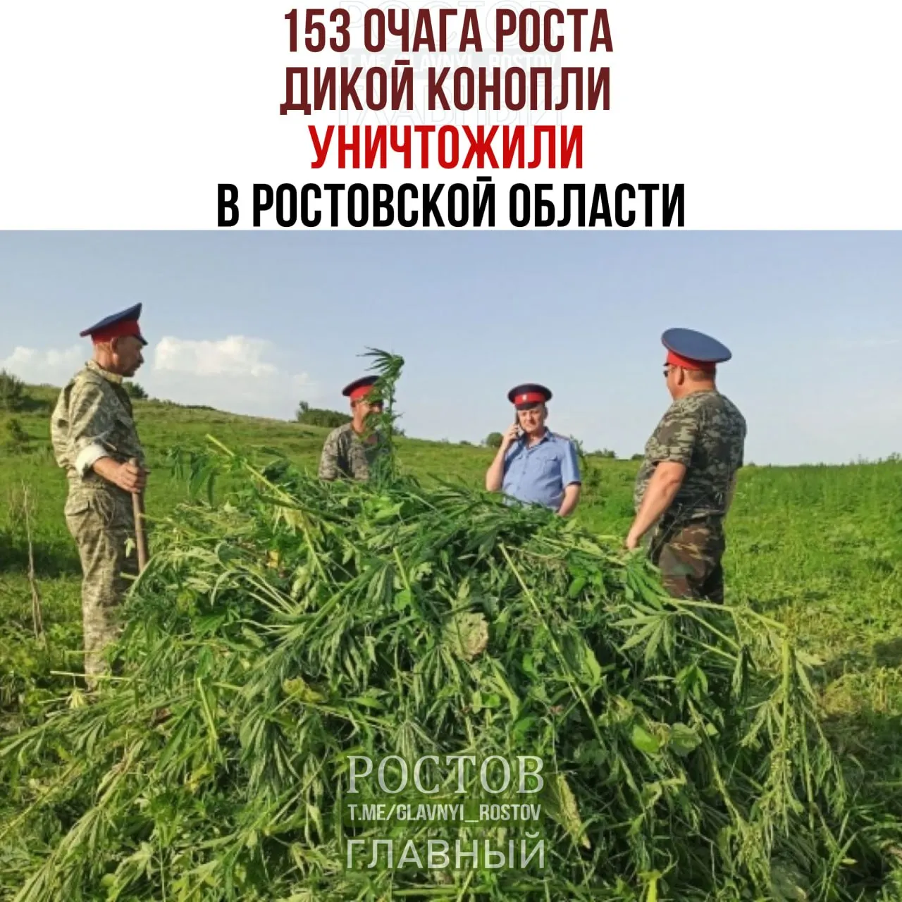 153 очага дикорастущей конопли уничтожены в Ростовской области во время операции с 7 по 16 сентября; 58 протоколов об административных нарушениях и свыше 70 раскрытых наркопреступлений.