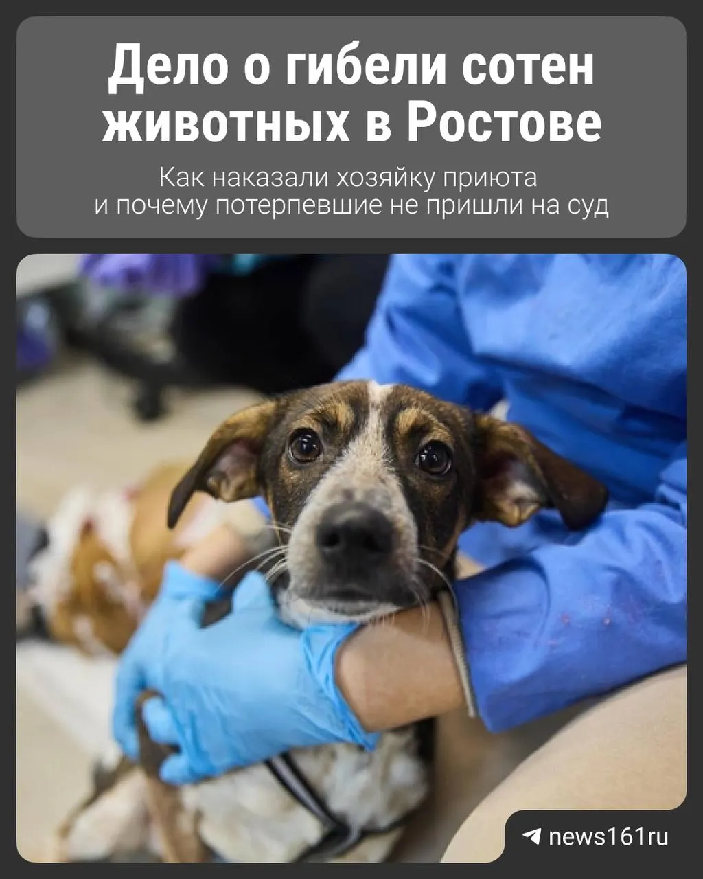 Дело о жестоком обращении к животным: суд принял решение о принудительном лечении обвиняемой.