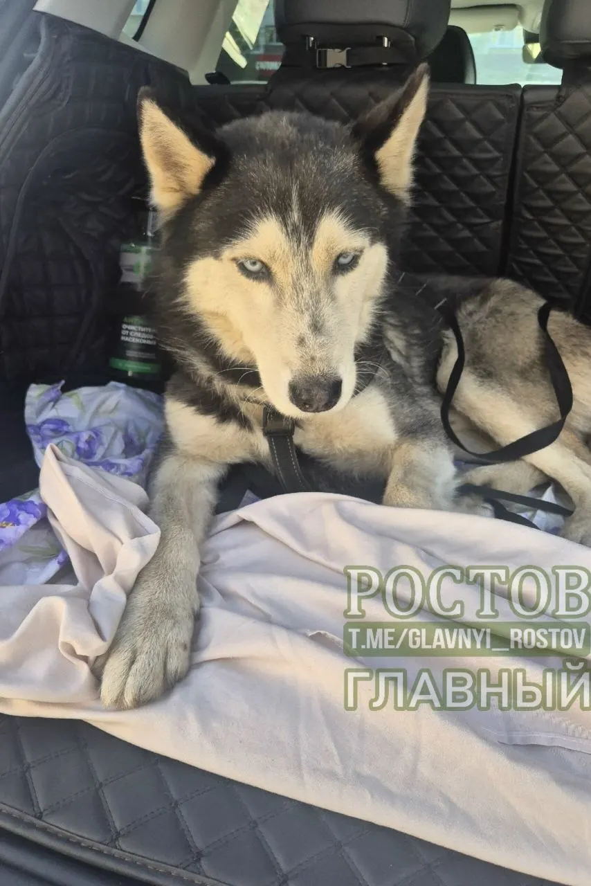 Хаски-пёс в шлейке обнаружен возле ТЦ «Плаза»; очевидец сообщил, что собака сама запрыгнула в багажник и ждёт своего хозяина.