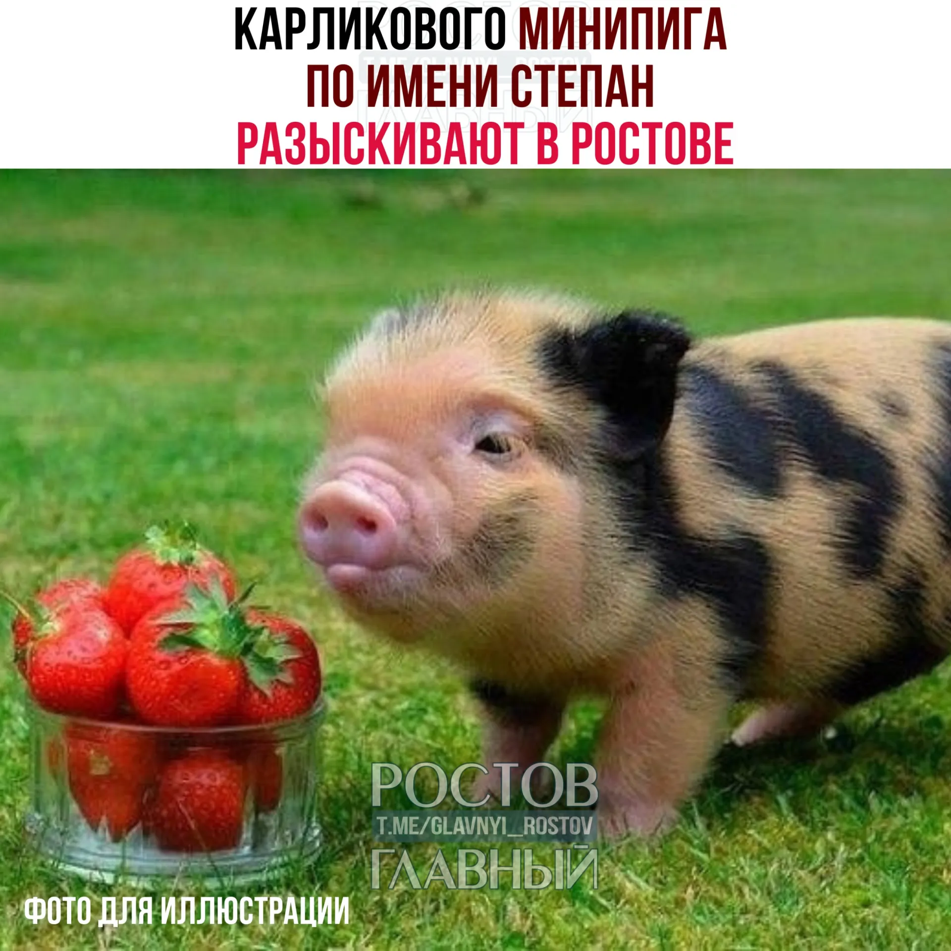 Степан убежал из дома на улице Венеры; хозяева просят помощи — пиг дружелюбный и идет на контакт с людьми.