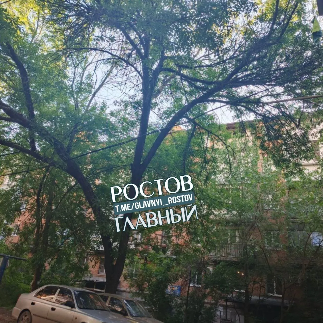 Житель Ростова-на-Дону жалуется, что дерево, нависшее над электропроводами и поднимающее асфальт корнями, долгое время не убирают — хотя есть разрешение администрации до 26.11.2026.