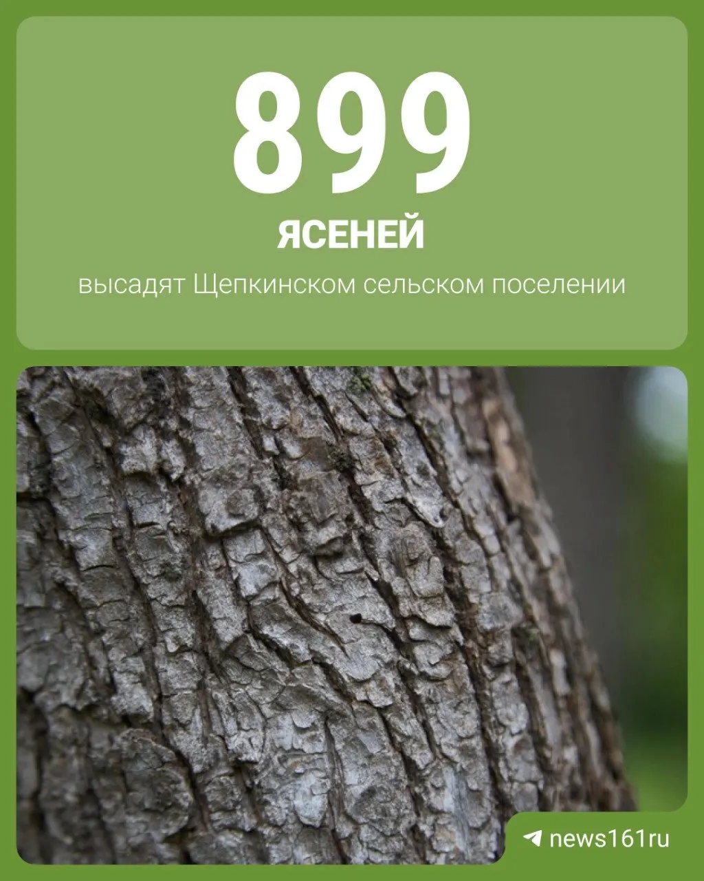 Власти Ростовской области планируют высадить 899 ясеней в Щепкинском сельском поселении, чтобы компенсировать деревья, срубленные при строительстве дороги «Орбитальная‑2». В ведомстве уточнили, что при необходимости породу могут заменить.