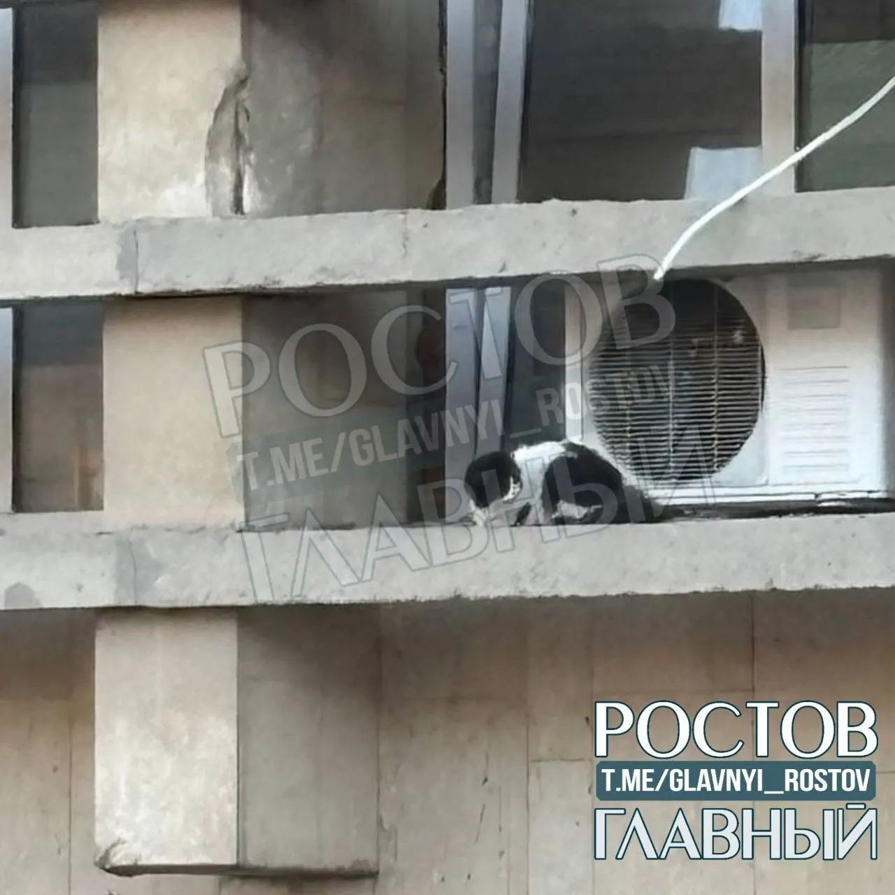 Жительница дома на Тургеневской, 30 просит помощи: кошка уже более суток сидит на карнизе без еды и воды, службы не смогли помочь.