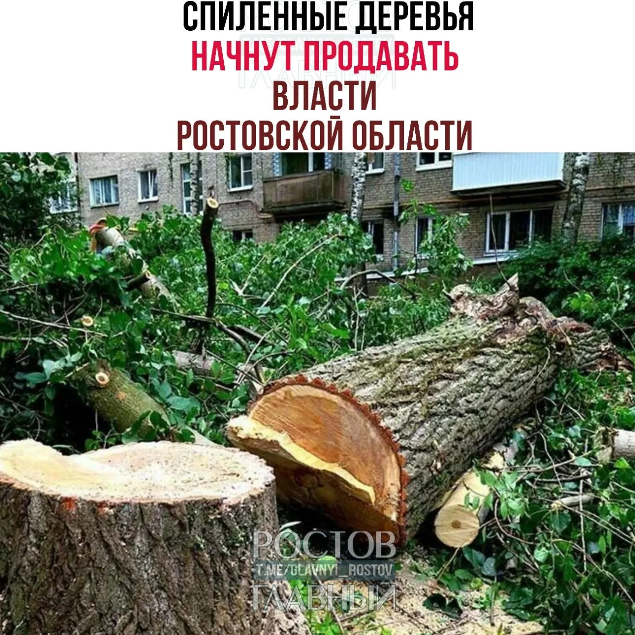Проект постановления предлагает признать древесину, срубленную на государственной земле, государственным имуществом, закрепить порядок учёта, оценки и реализации — приоритет дадут землепользователям, иначе лесоматериалы пойдут на аукцион или будут переданы муниципалитетам.