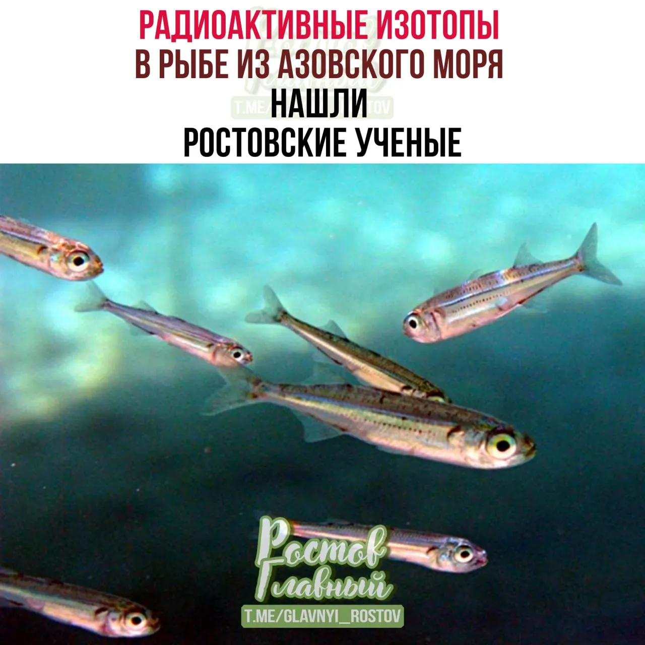 Ростовские исследователи обнаружили стронций‑90 в мышцах атерины; активность низкая, основной риск — накопление в костях. Также зафиксированы ртуть, мышьяк, кадмий и свинец, но их концентрации в основном ниже предельно допустимых норм.