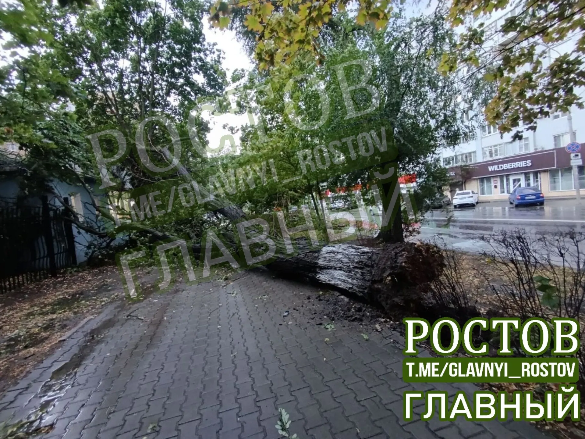На улице Соколова в Ростове-на-Дону большое дерево рухнуло и заблокировало проезжую часть у дома №92. Движение на участке затруднено.