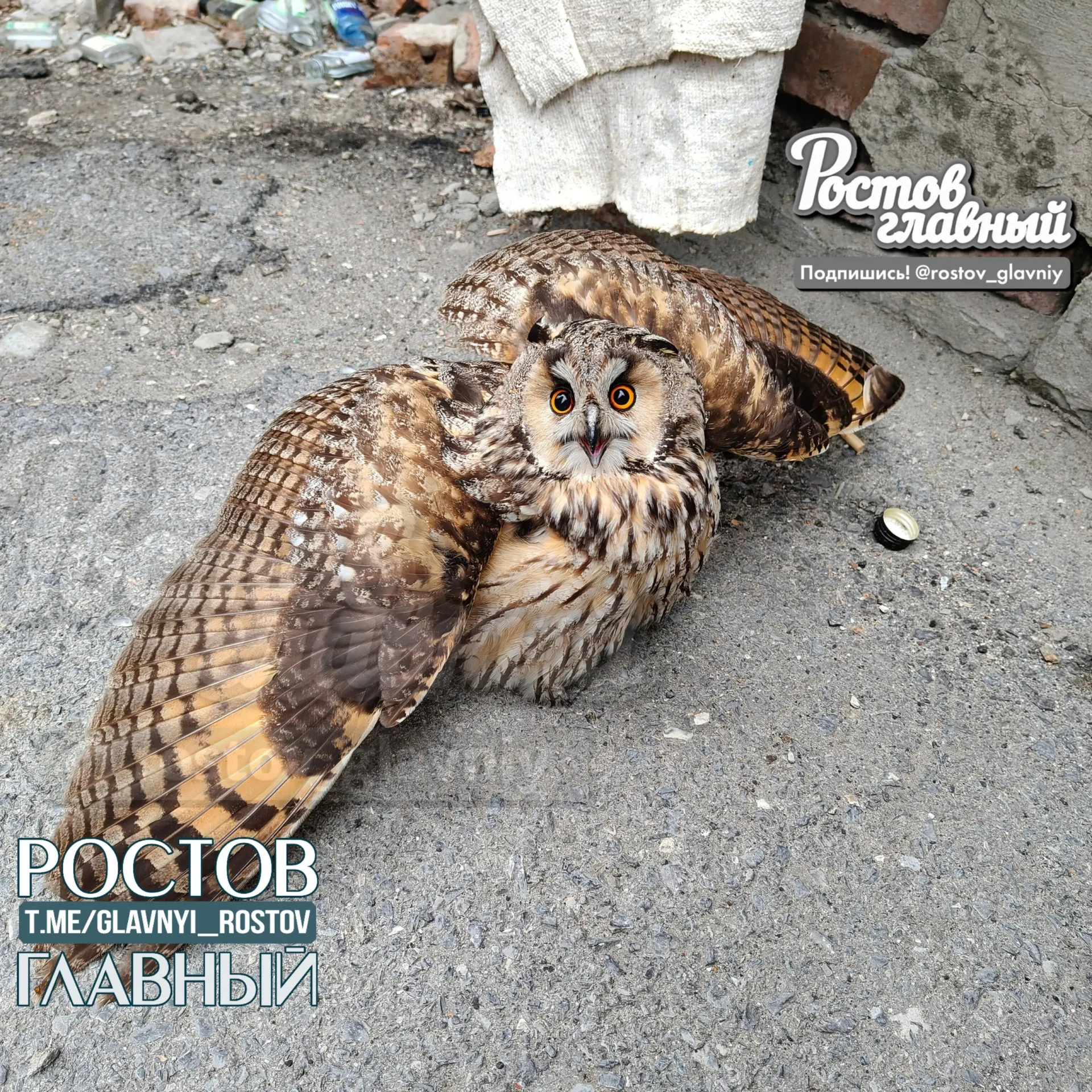 Во дворе Ростова вороны напали на сову. Жильцы отогнали птиц и вызвали службу: после осмотра сотрудник посоветовал не вмешиваться — вскоре сова успокоилась и улетела.