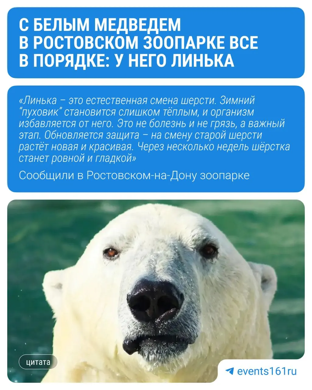 Сотрудники зоопарка Ростова‑на‑Дону объяснили жалобы в соцсетях: у белого медведя сезонная линька. Для животного созданы комфортные условия — вода не выше +15°, генератор снега, тень и охлаждающие лакомства; показательные кормления проходят по вторникам и субботам в 11:00.