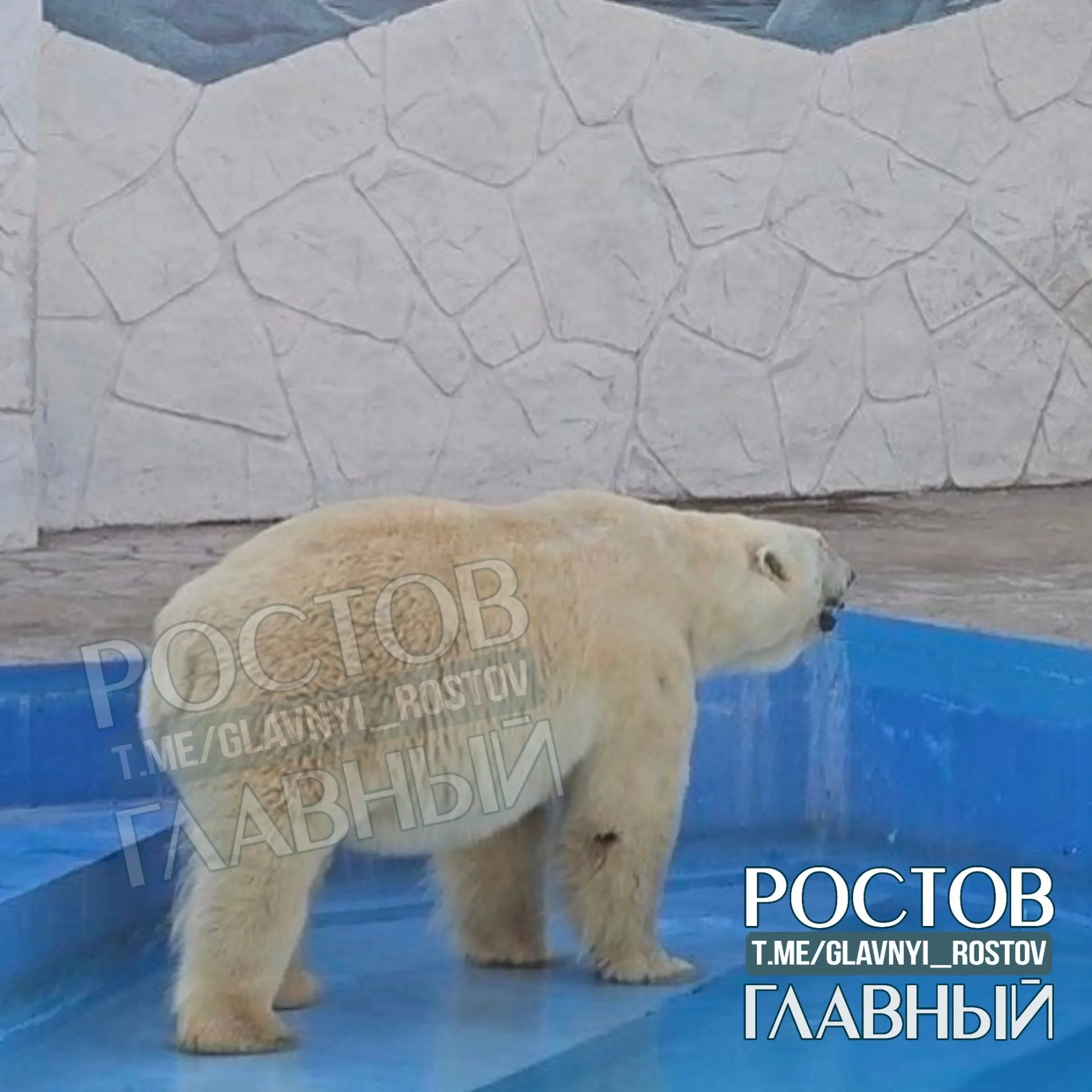 Посетительница заявила, что белый медведь в городском зоопарке находится в открытом вольере при 30+ °C, выглядит вялым и просит установить укрытие; к записи приложено фото 2024 года.
