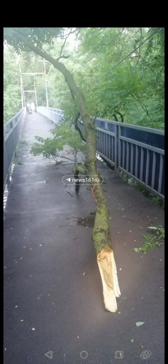 В результате сильного ветра в городе повалено множество деревьев — жители выходили на уборку: пилили ветки, тащили стволы тросами и вручную чистили ливнёвки. Число пострадавших автомобилей уточняется.