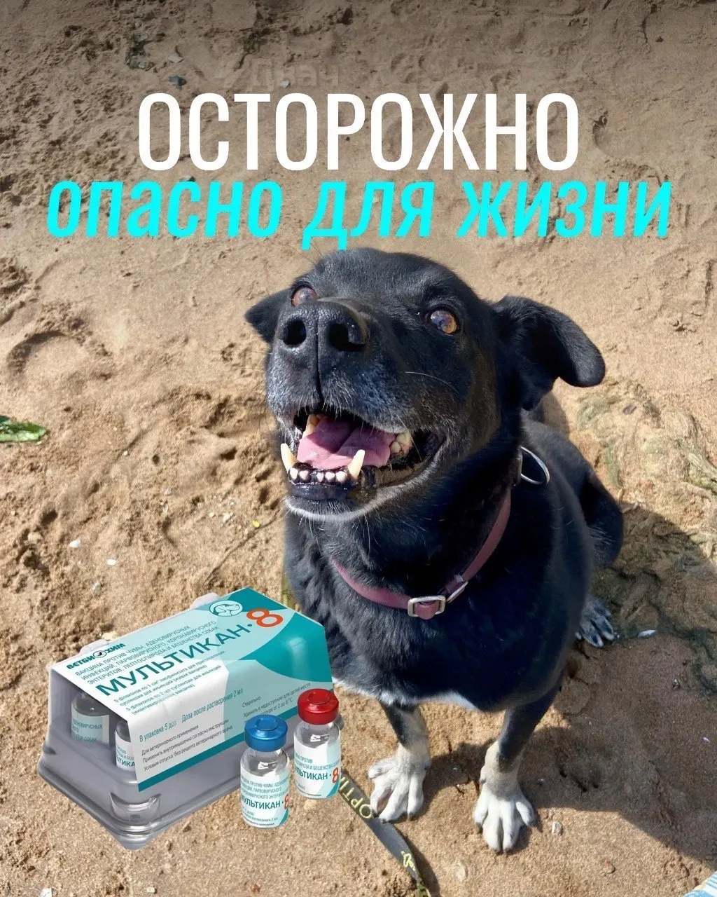 Владельцы сообщают о судорогах, рвоте и другой тяжёлой симптоматике у привитых собак; партия вакцины была изъята для проверки, подтверждения связи пока нет.