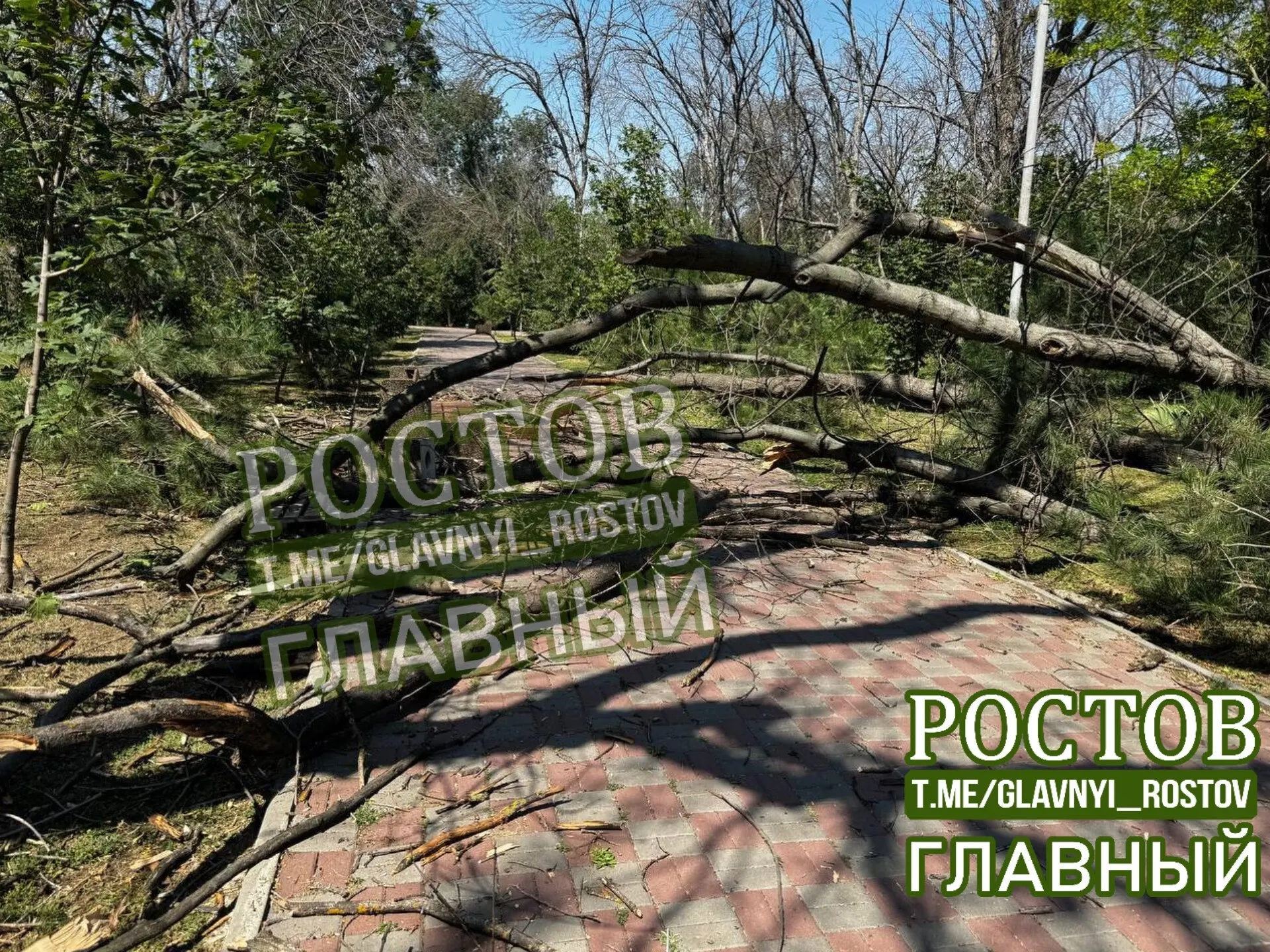 В Ростове-на-Дону в городском парке упало крупное дерево. Пострадавших нет.