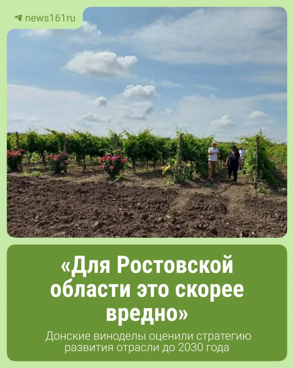 Документ предусматривает точное земледелие, селекцию и модернизацию производства, а также увеличение площади виноградников до примерно 2,4 тысячи гектаров.