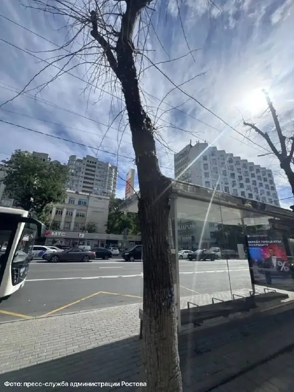 Подрядчики в Октябрьском районе будут работать на двух участках в центре Ростова с 21 октября по 2 ноября, удаляя угрожающие пни и заменяя их новыми саженцами.